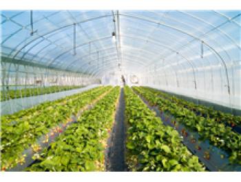 連棟溫室大棚膜
